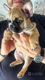 Cucciolo bulldog francese