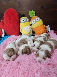 Cavalier king