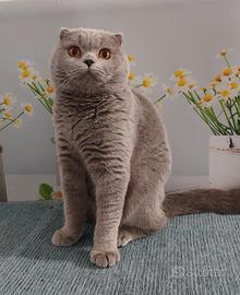 Scottish Fold