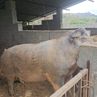 Suino duroc pronto al macello