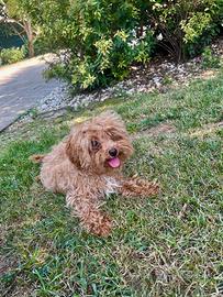 Cuccioli di barboncino Toy