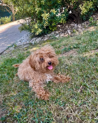 Cuccioli di barboncino Toy