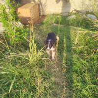 Cucciola boder collie