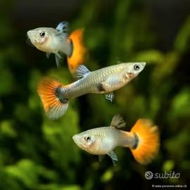 Avannotti Guppy multicolor