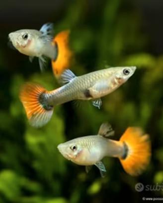 Avannotti Guppy multicolor