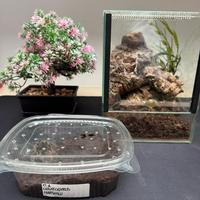 Tarantola + terrario setup pronto completo