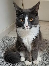 cucciola maine coon