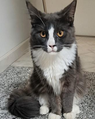 cucciola maine coon
