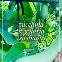 Semi di zucchina siciliana Legenaria + Omaggio