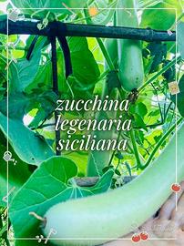 Semi di zucchina siciliana Legenaria + Omaggio