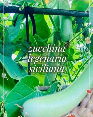 Semi di zucchina siciliana Legenaria