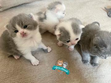 British Shorthair Scottish Fold Straight Enfi