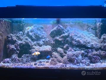 Acquario marino 150 lt