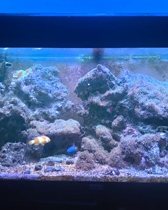 Acquario marino 150 lt