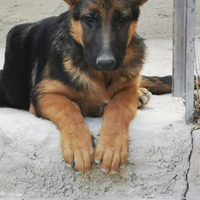 Cucciola di pastore tedesco