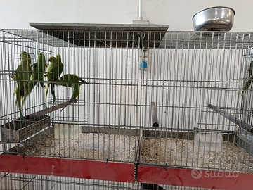 Parrocchetto dal collare