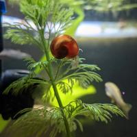 Planorbelle/Lumachine acquario miste