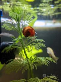 Planorbelle/Lumachine acquario miste