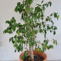 Ficus in vaso