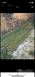 Canne di Bambù