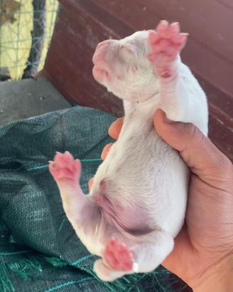 PREZZO BOMBA cuccioli di pitbull