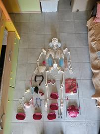 corpo umano pezzi di ricambio