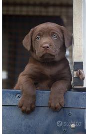 Cuccioli Labrador Chocolate