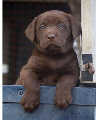 Cuccioli Labrador Chocolate