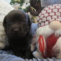 Cuccioli Labrador Retriever Cioccolata