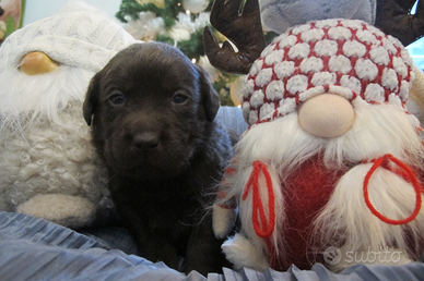 Cuccioli Labrador Retriever Cioccolata