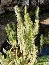 Palustre HIPPURIS Vulgaris