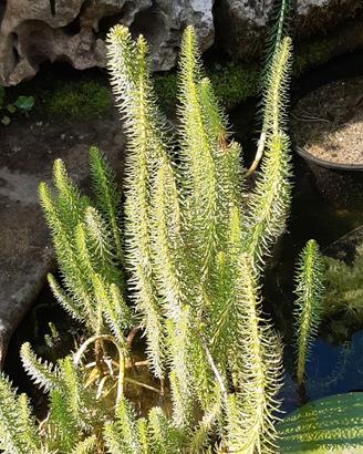 Palustre HIPPURIS Vulgaris