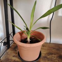 Yucca bonsai. Tronchetto della felicità 
