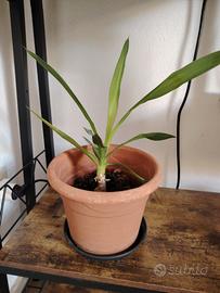 Yucca bonsai. Tronchetto della felicità 