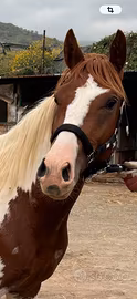 Cavallo paint