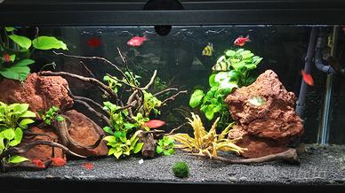 Acquario 80 litri completo di tutto 