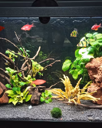 Acquario 80 litri completo di tutto 