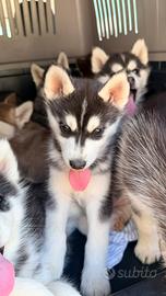 Cuccioli Husky puri