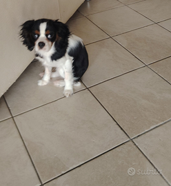 Cavalier king cucciolo