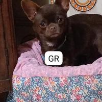 Chihuahua cioccolato disponibile