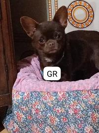 Chihuahua cioccolato disponibile