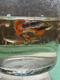 Guppy #pesci#acquari