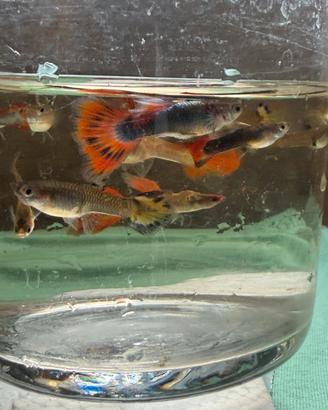 Guppy #pesci#acquari