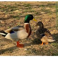 Germano reale masurin