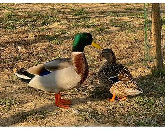 Germano reale masurin