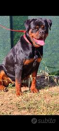 Fattrice rottweiler