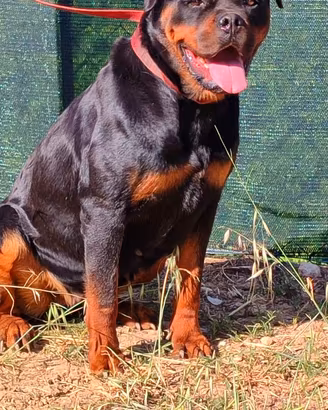 Fattrice rottweiler