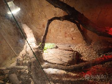 2 iguane verdi con terrario e accessori