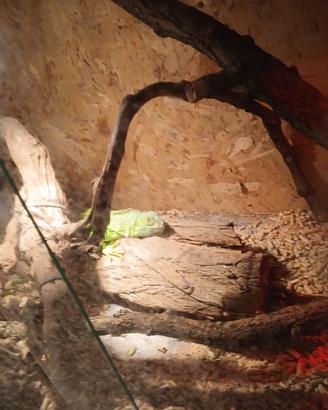 2 iguane verdi con terrario e accessori