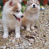 Siberian husky